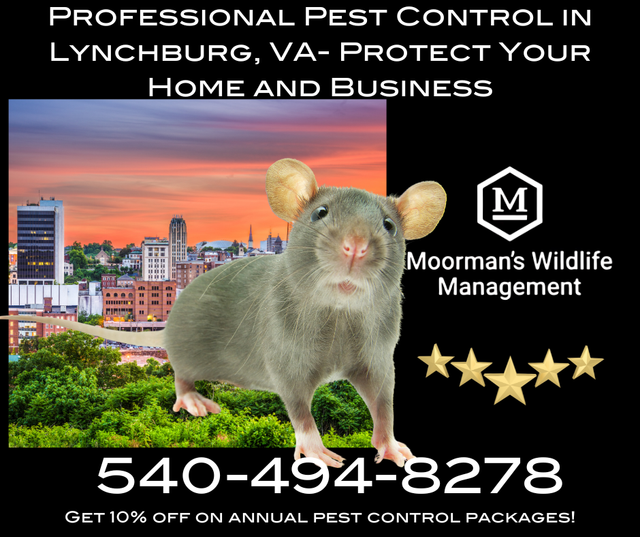 Reliable Termite Control Services for Homes and Businesses