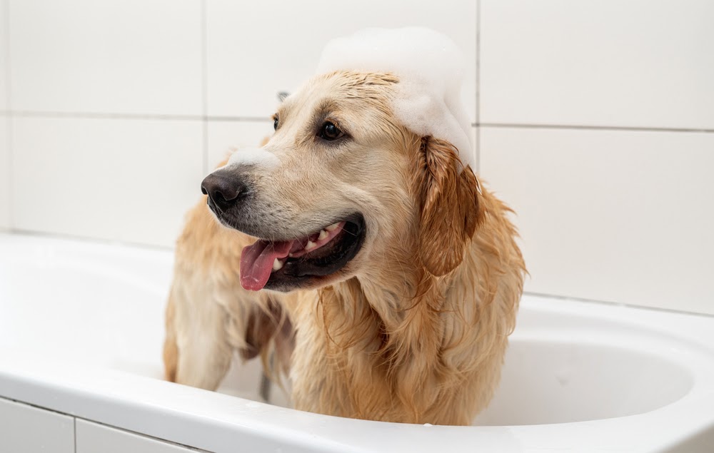 Why natural dog shampoos are a preferred choice for pet owners?